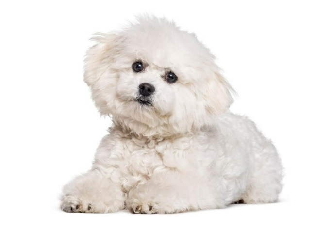 https://www.purina.ua/find-a-pet/dog-breeds/bichon-frise