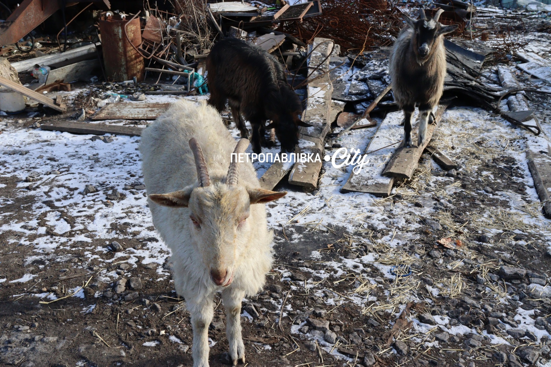 П’ять Шахедів - по господарству волонтера в Петропавлівці: знищені ангари, техніка, тварини (ВІДЕО)