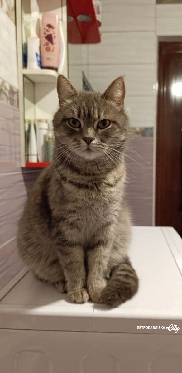 165 днів розлуки: у Петропавлівці знайшлася кішка Нюша, яку шукали понад п’ять місяців