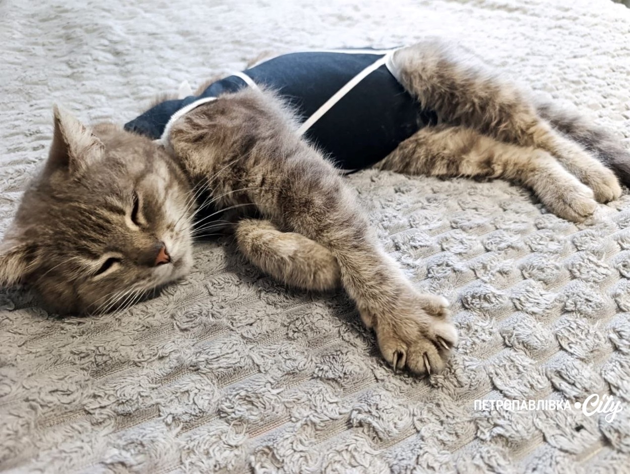165 днів розлуки: у Петропавлівці знайшлася кішка Нюша, яку шукали понад п’ять місяців