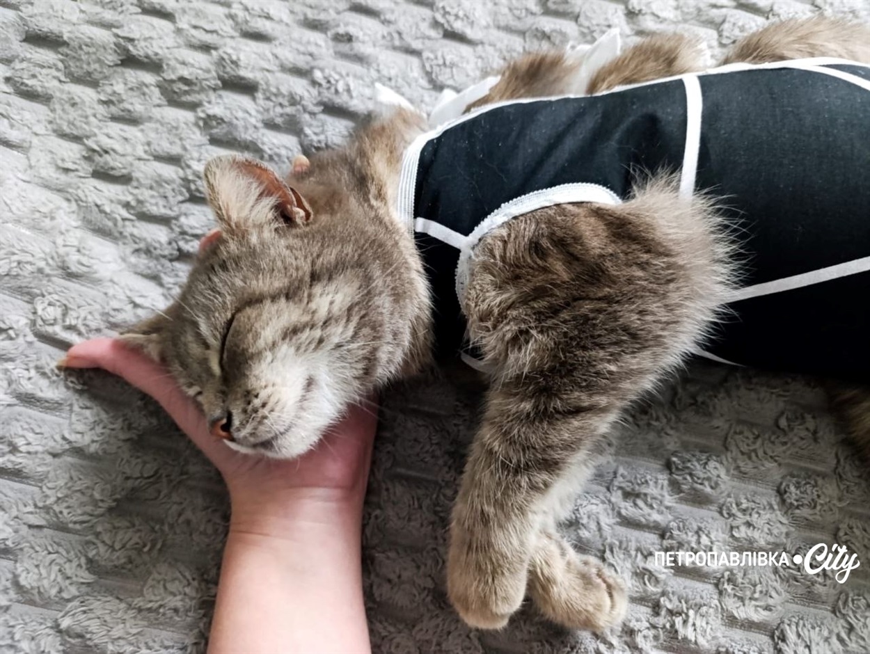 165 днів розлуки: у Петропавлівці знайшлася кішка Нюша, яку шукали понад п’ять місяців